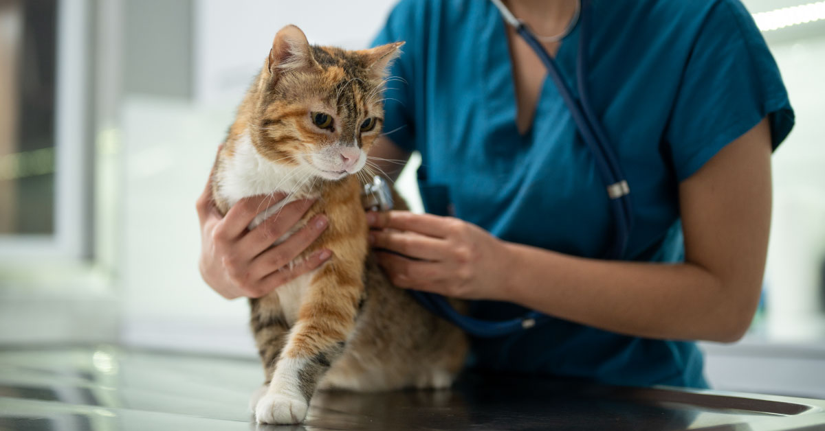 a-young-female-vet-examining-a-kitten