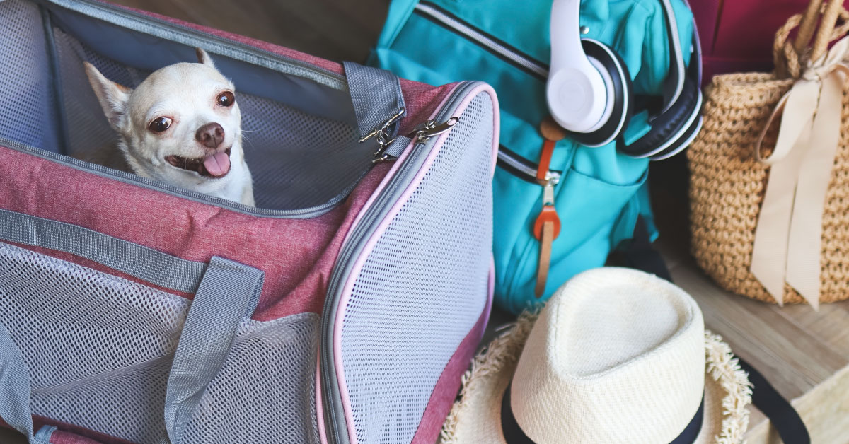 chihuahua-dog-sitting-in-traveler-pet-carrier-bag-for-travel