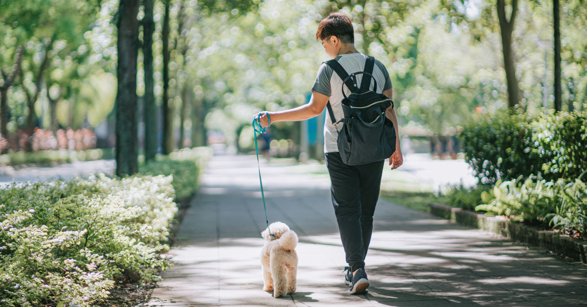 rear-view-asian-chinese-adult-short-hair-female-with-her-pet-dog-toy-poodle