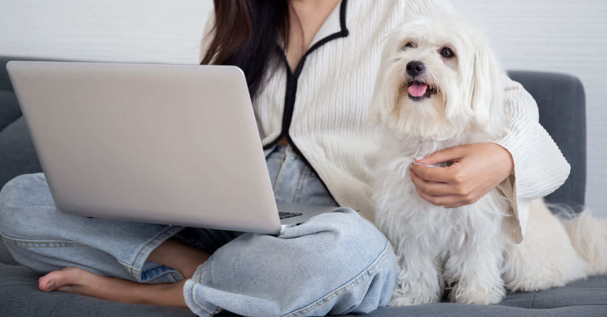 young-asian-woman-sitting-working-on-laptop-with-maltese-dog