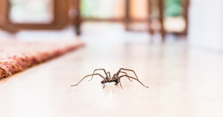 Home pests - a spider in the living room