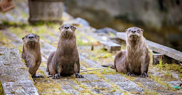 A family of otters in Singapore