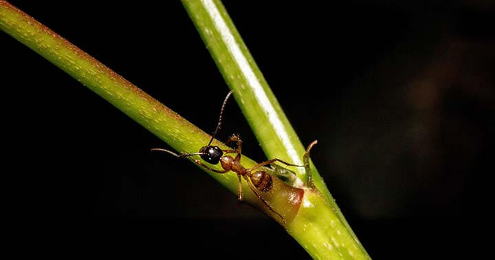 home pest control to keep ant armies away