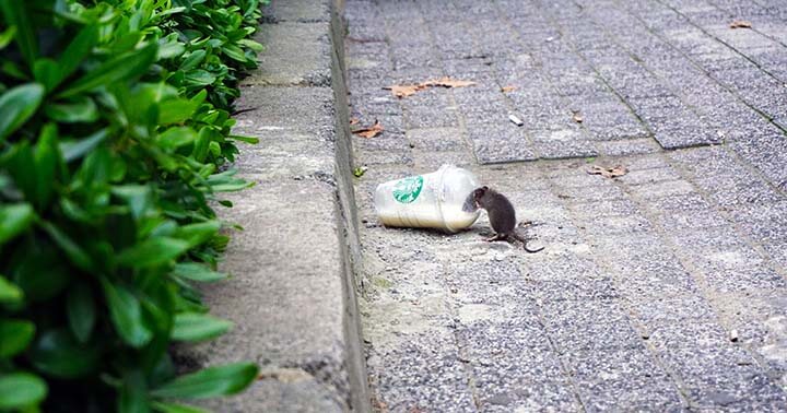 a rat sipping on a discarded drink in the street