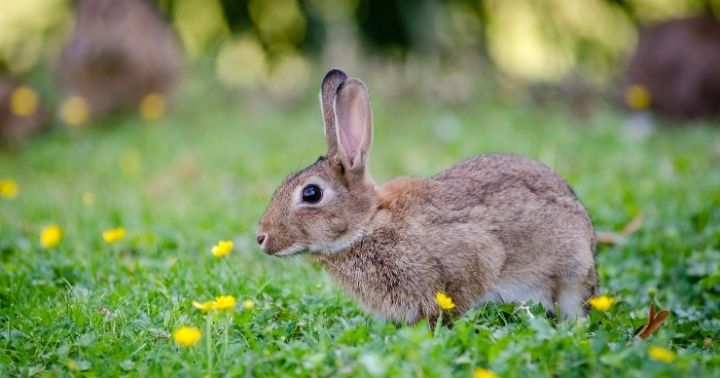 rabbit as a symbol in Easter