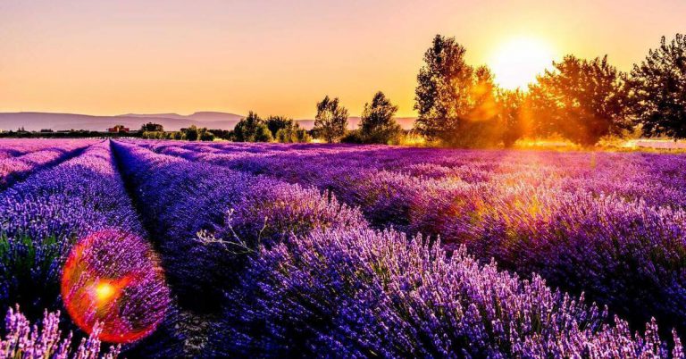 Beatiful lavender landscape inpiring travel image
