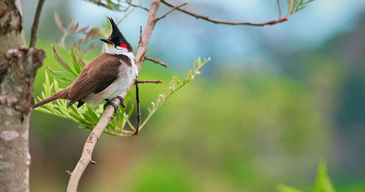 Nature in Singapore - Bird