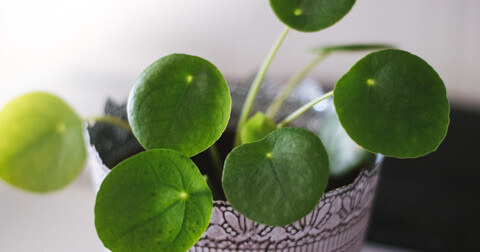 Money plant at home