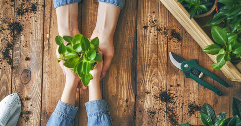 Two people holding a mini pot of plant