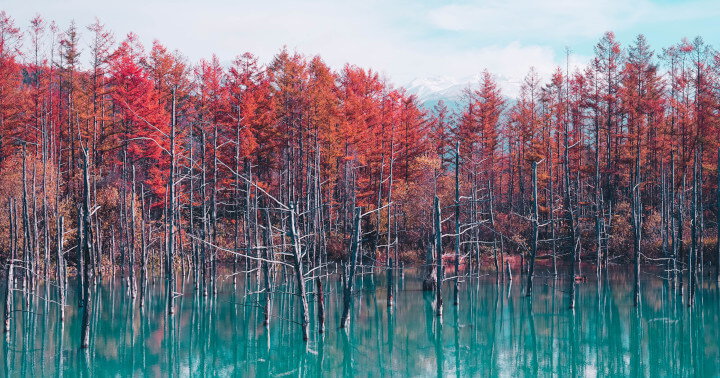 Shirogane Blue Pond, Biei, Hokkaido