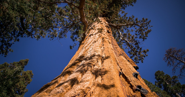 Mariposa Grove