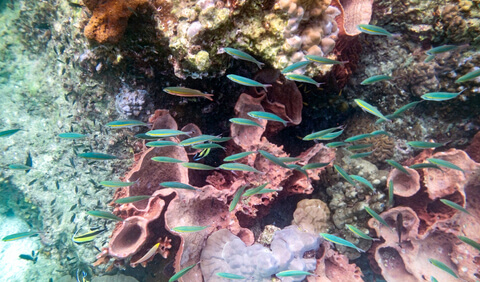 Snorkelling at Koh Lipe