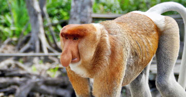 When it's safe to travel, visit Proboscis Monkeys in Brunei 