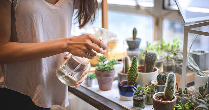 Young businesswoman watering succulents