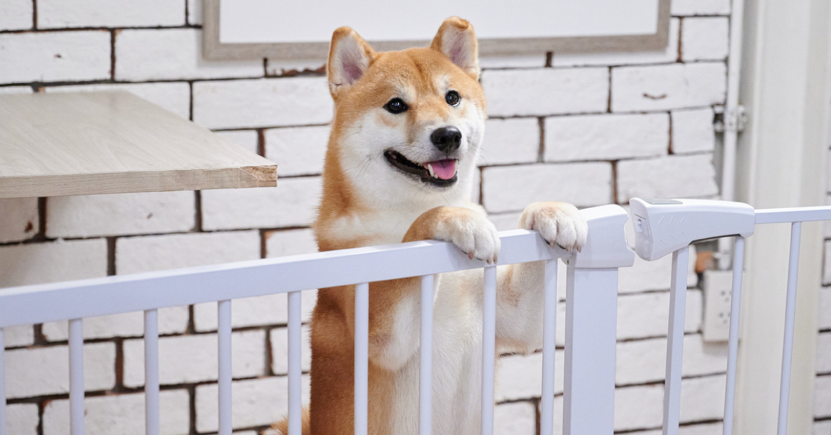 Chiba dog smiling at home